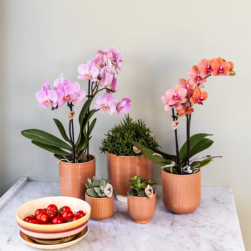 Plant and Stories Phalaenopsis Trévise orchidée rose antique lot de 4