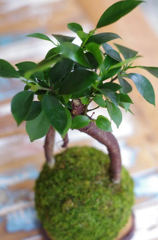 AQUAPHYTE Daitokuji Ni kokedama ficus ginseng