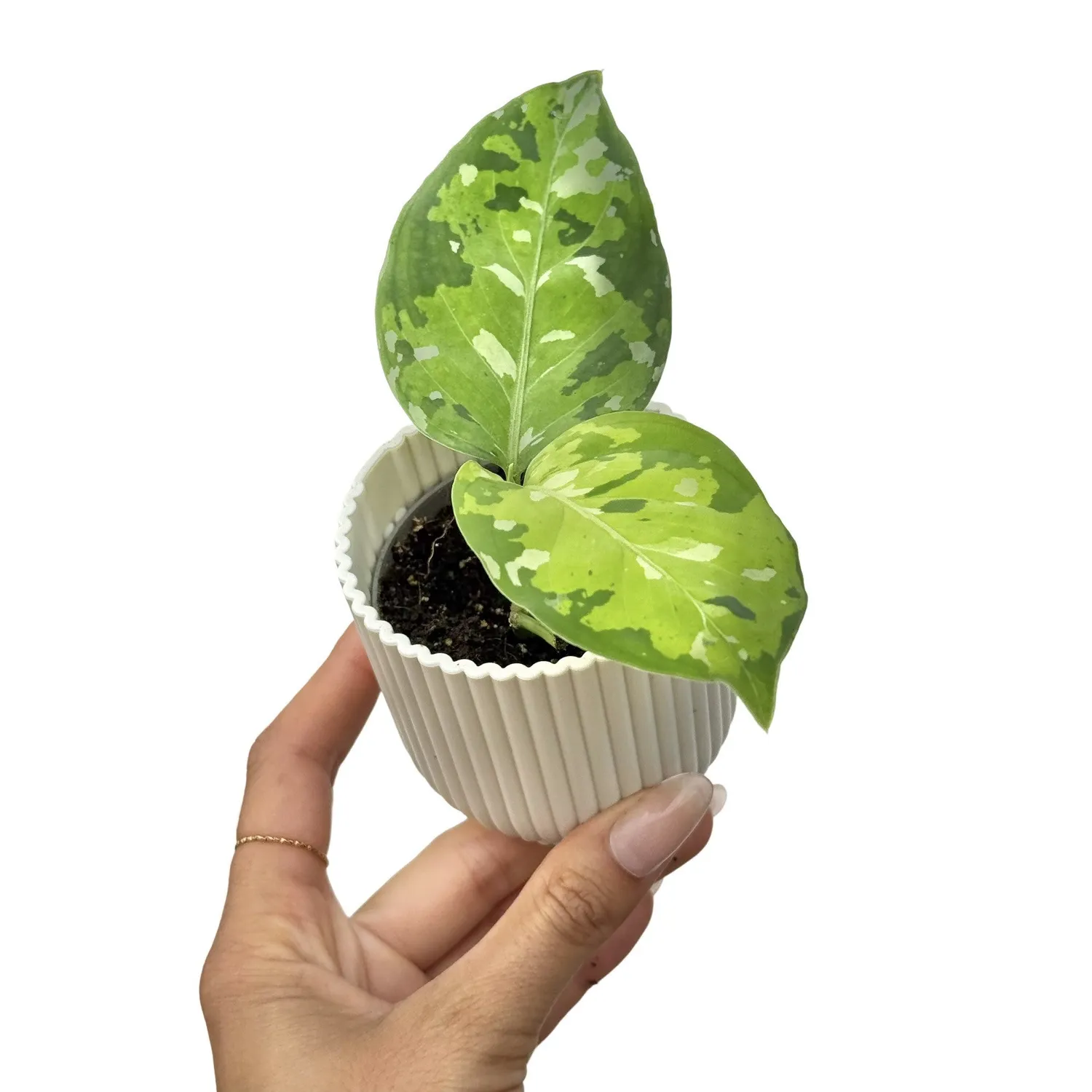 Plant and Stories Pictum Tricolor aglaonema pot 6 cm