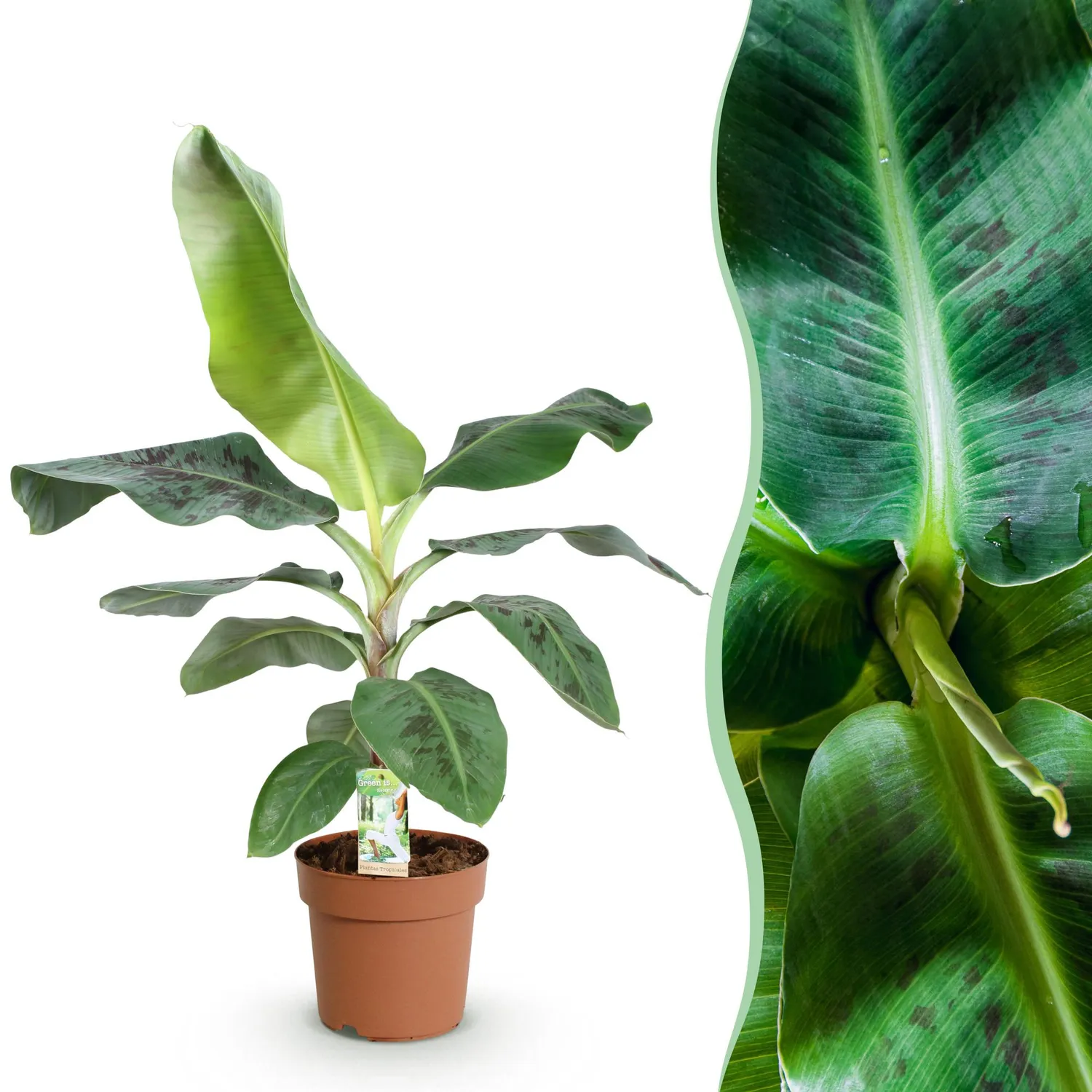 Plant and Stories Musa Nain Cavendish bananier pot 21 cm 70 cm