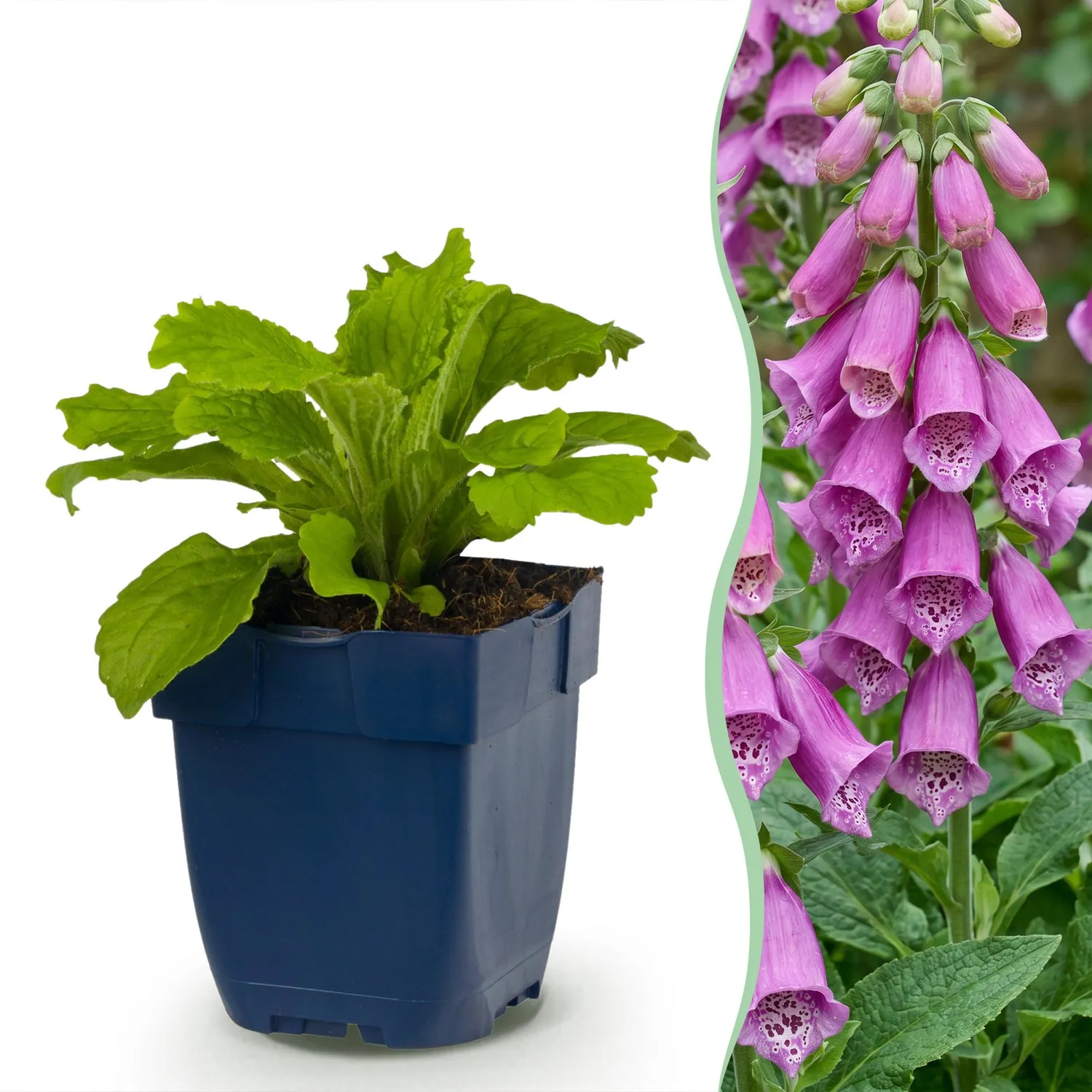 Plant and Stories Digitale Dalmatian Purple vivace pot 11cm 1 plant