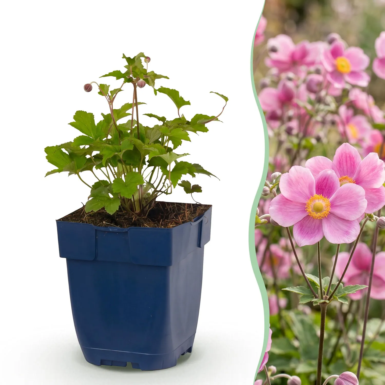 Plant and Stories Splendens anémone du Japon 6 plants pot 11 cm