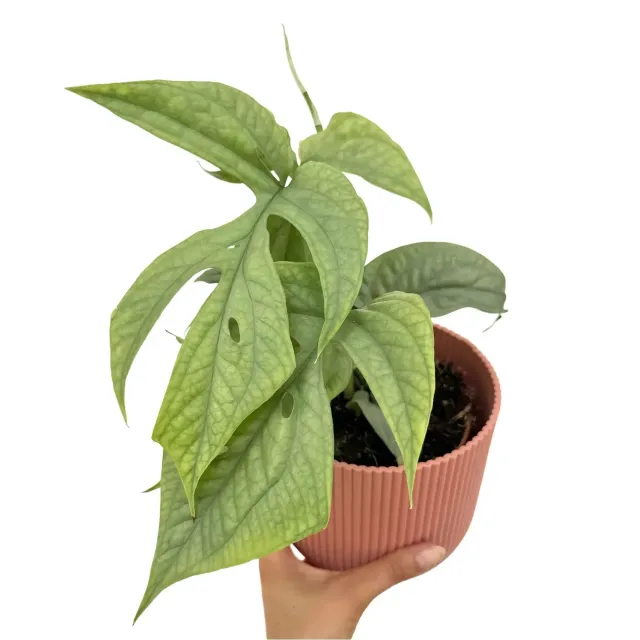 Plant and Stories Amydrium Silver plante d'intérieur 12cm irisée
