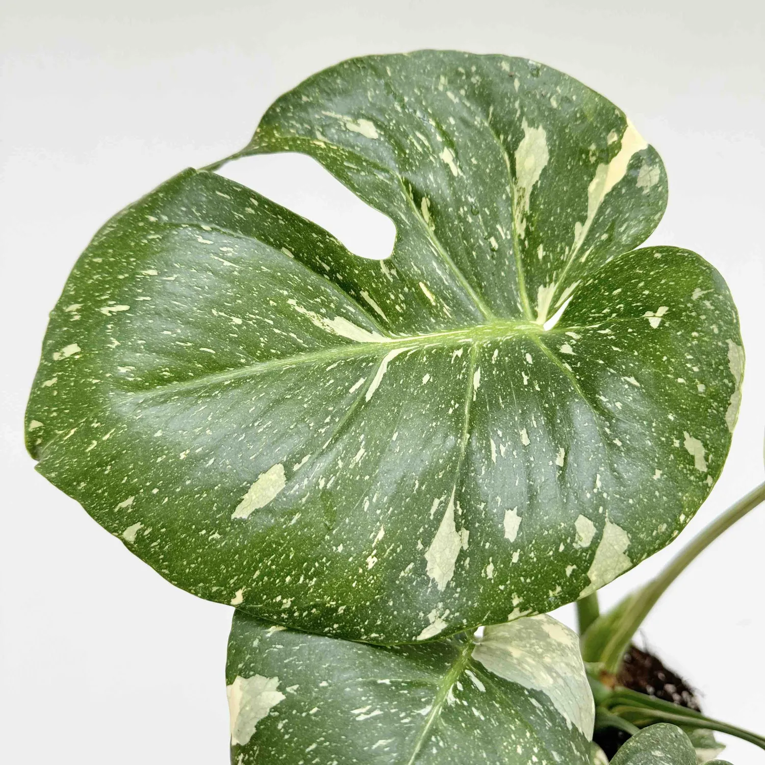 Monstera Thai Constellation plante pot 9 cm étoilée