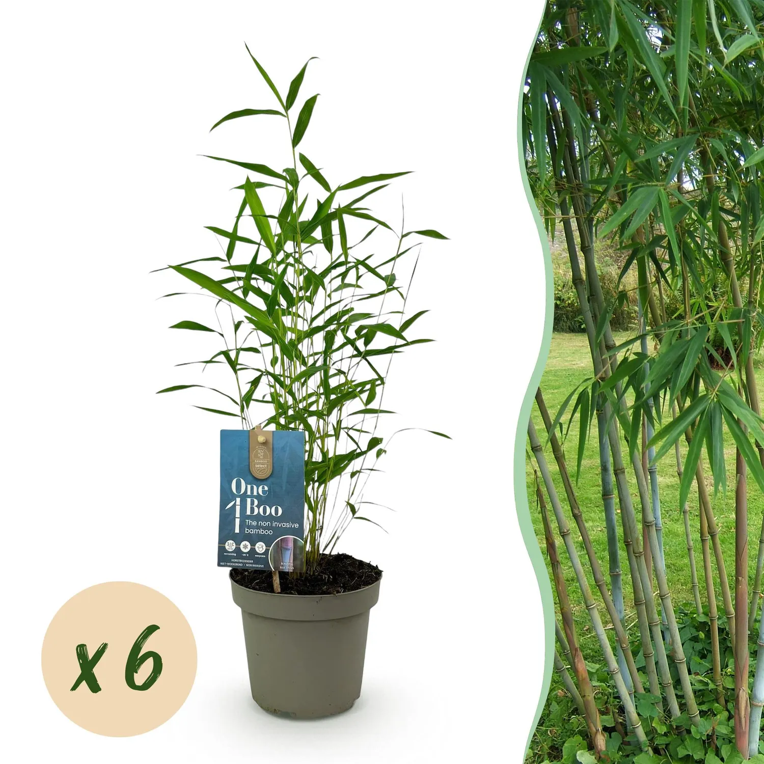 Plant and Stories Blue Dragon bambou Fargesia pot 14 cm