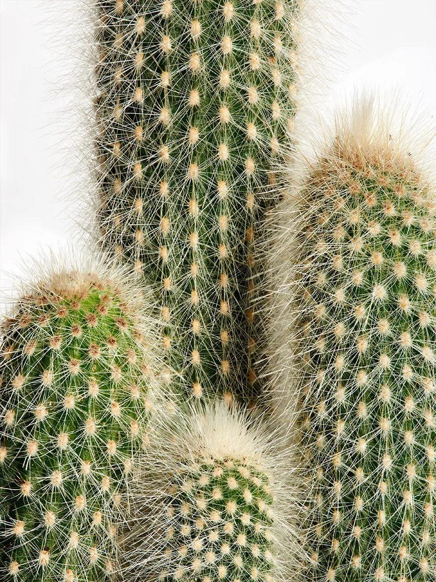 By Charlot Le Chaleureux cactus cierge pot 10 cm