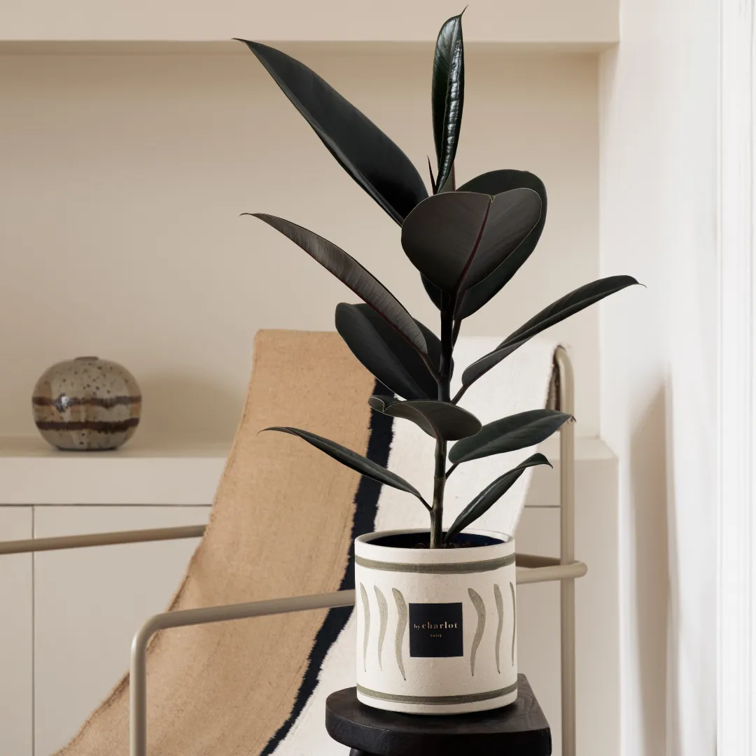 By Charlot L'Élégante plante d'intérieur pot vert