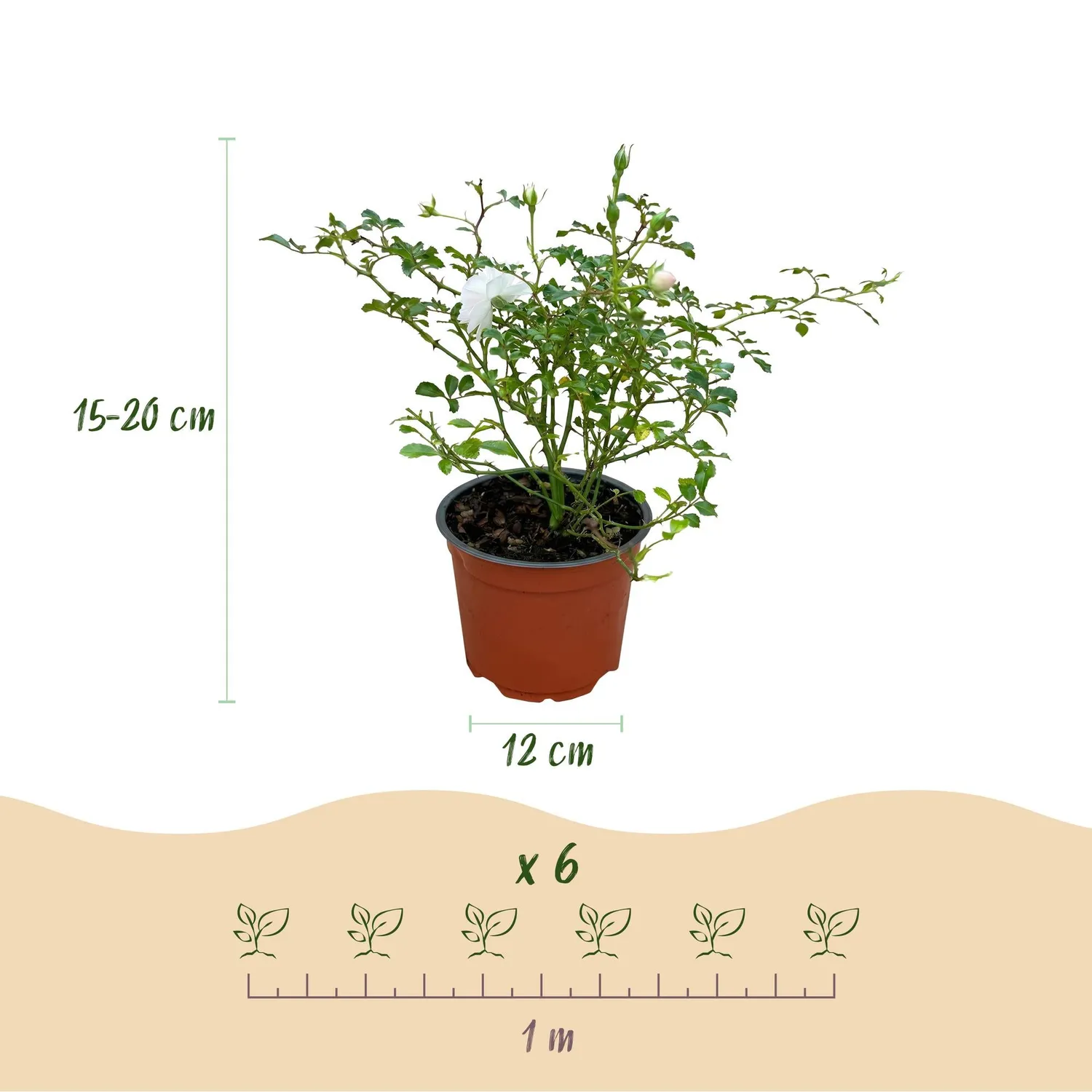Plant and Stories White Fairy rosier blanc parfumé 1 plant