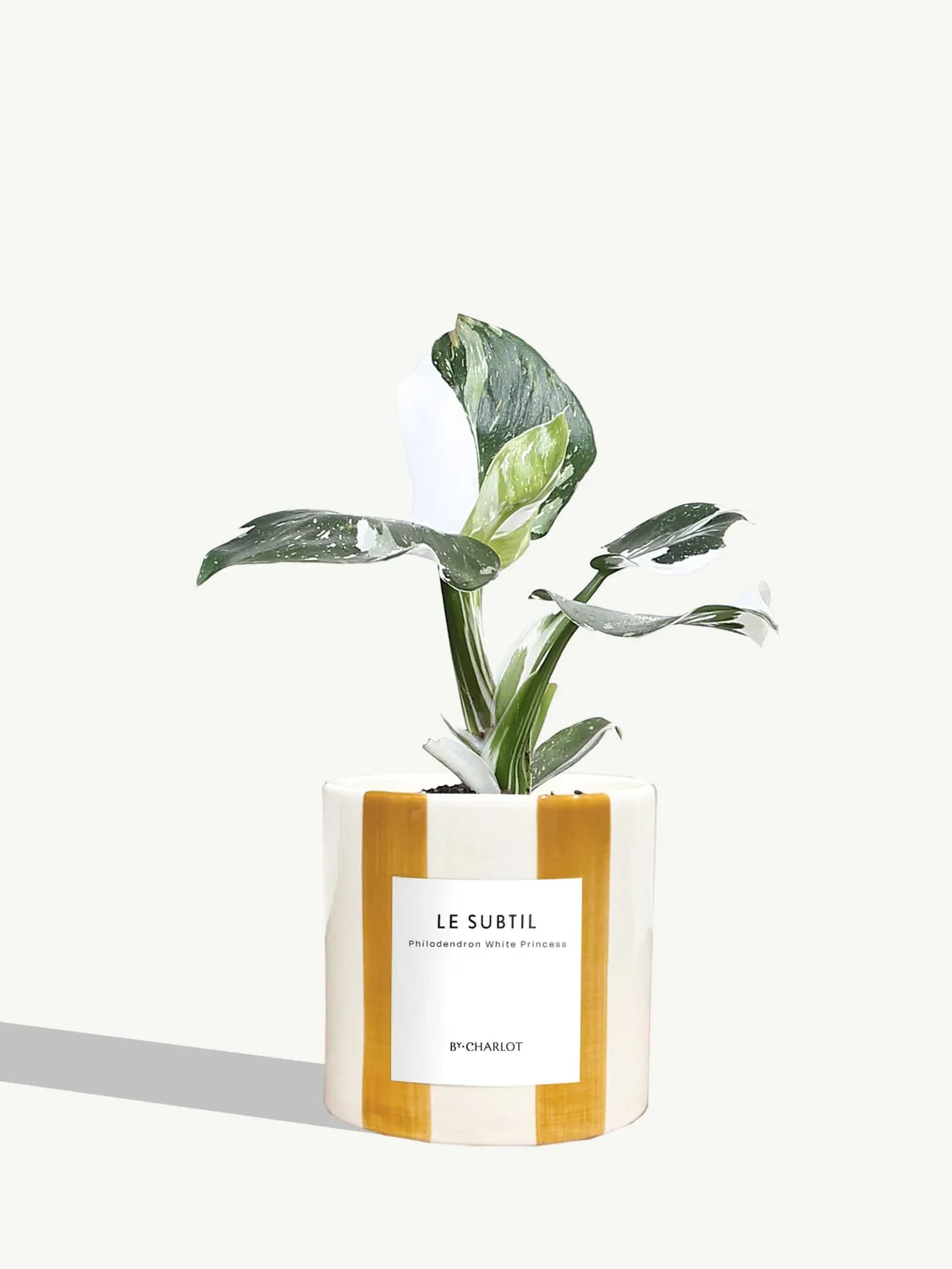 By Charlot Le Subtil Plante Facile Entretien Standard