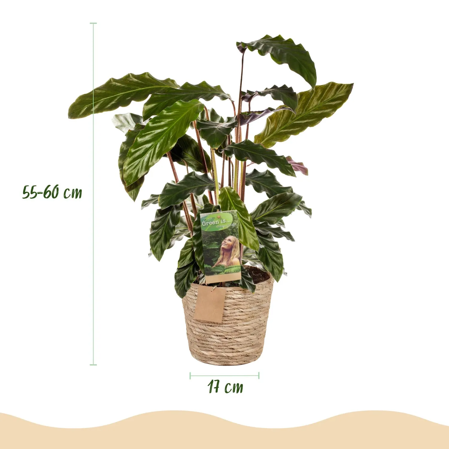 Plant and Stories Calathea Rufibarba plante pot 17cm 55-60cm velours