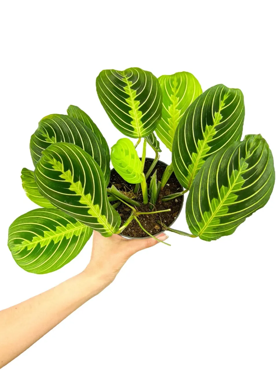 Plant and Stories Lemon Lime maranta citron pot 6 cm