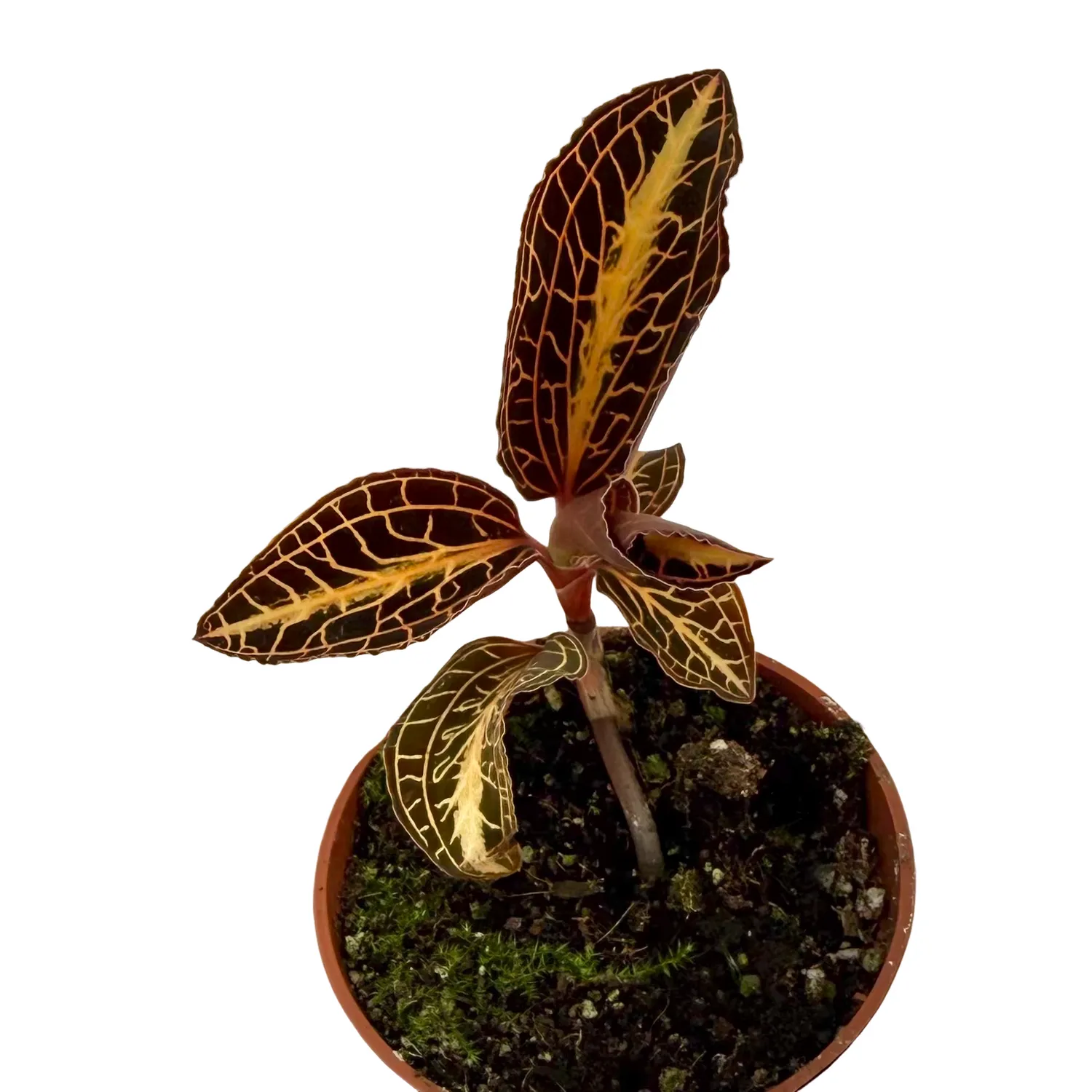 Plant and Stories Anoectochilus Chapaensis orchidée pot 6 cm dorée
