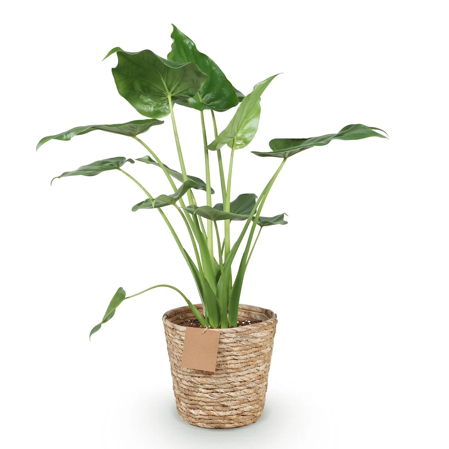 Plant and Stories Alocasia Cucullata Main Bouddha plante pot 21cm
