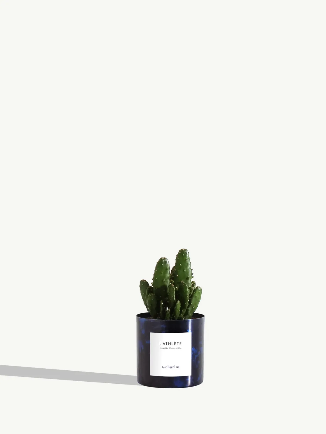 By Charlot L'Athlète mini cactus Opuntia pot XXS 6 cm