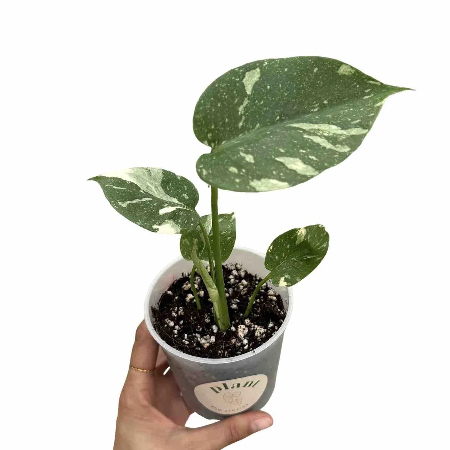 Monstera Thai Constellation plante pot 9 cm étoilée