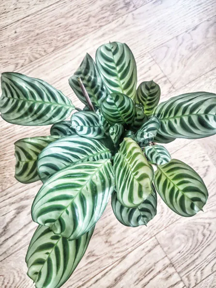 Réconciliation Végétale Chloe calathea amabilis plante prière