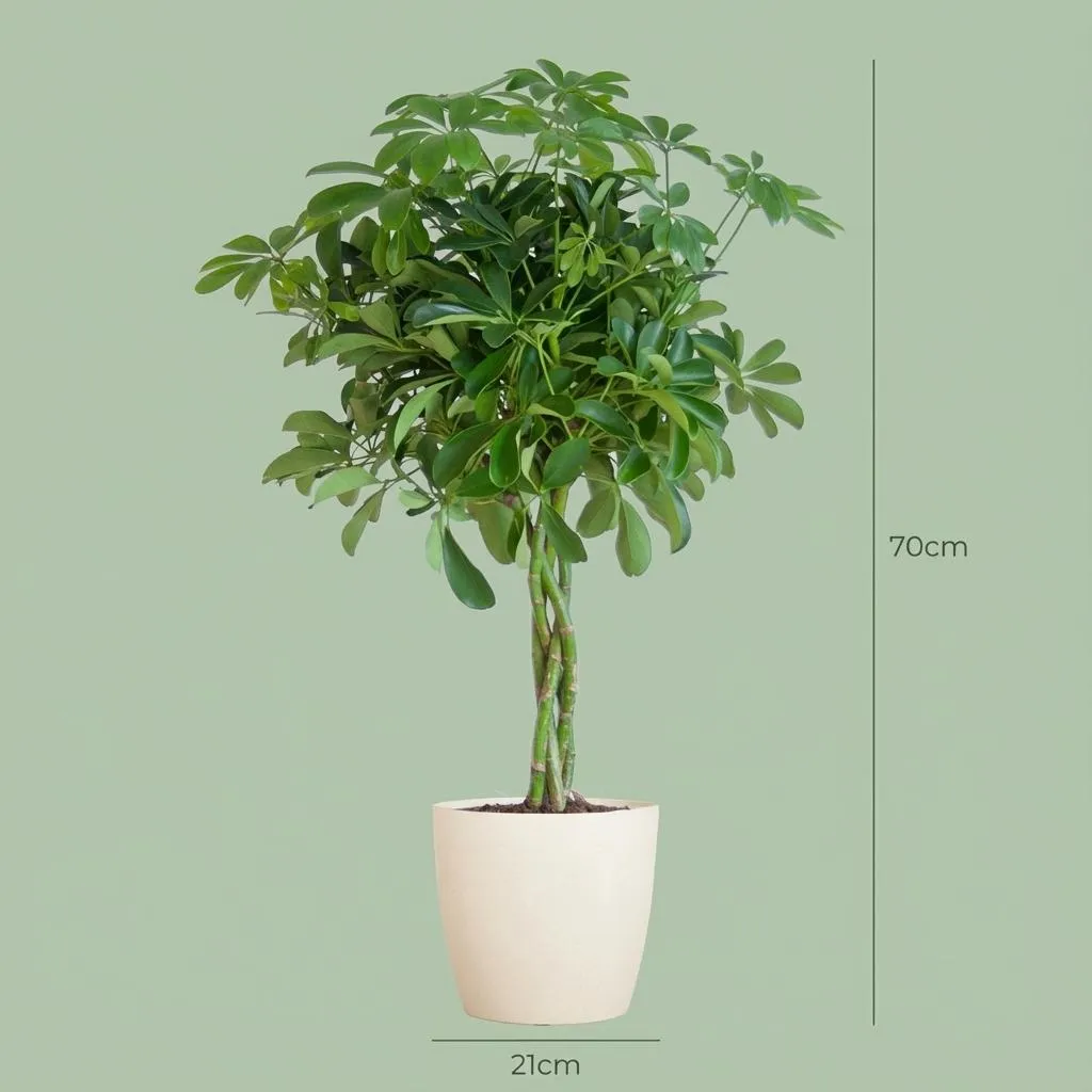 Plant and Stories Nora schefflera 70 cm pot 21 cm gris