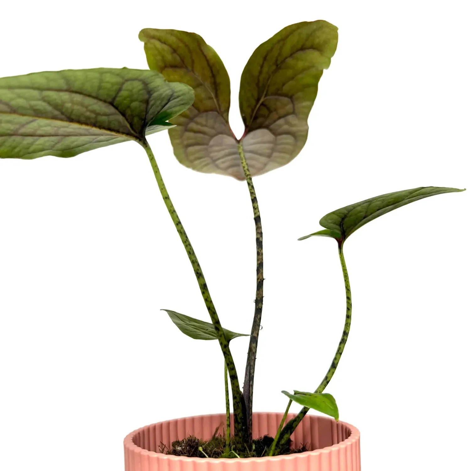 Plant and Stories Johnstonii cyrtosperma plante verte pot 8 cm