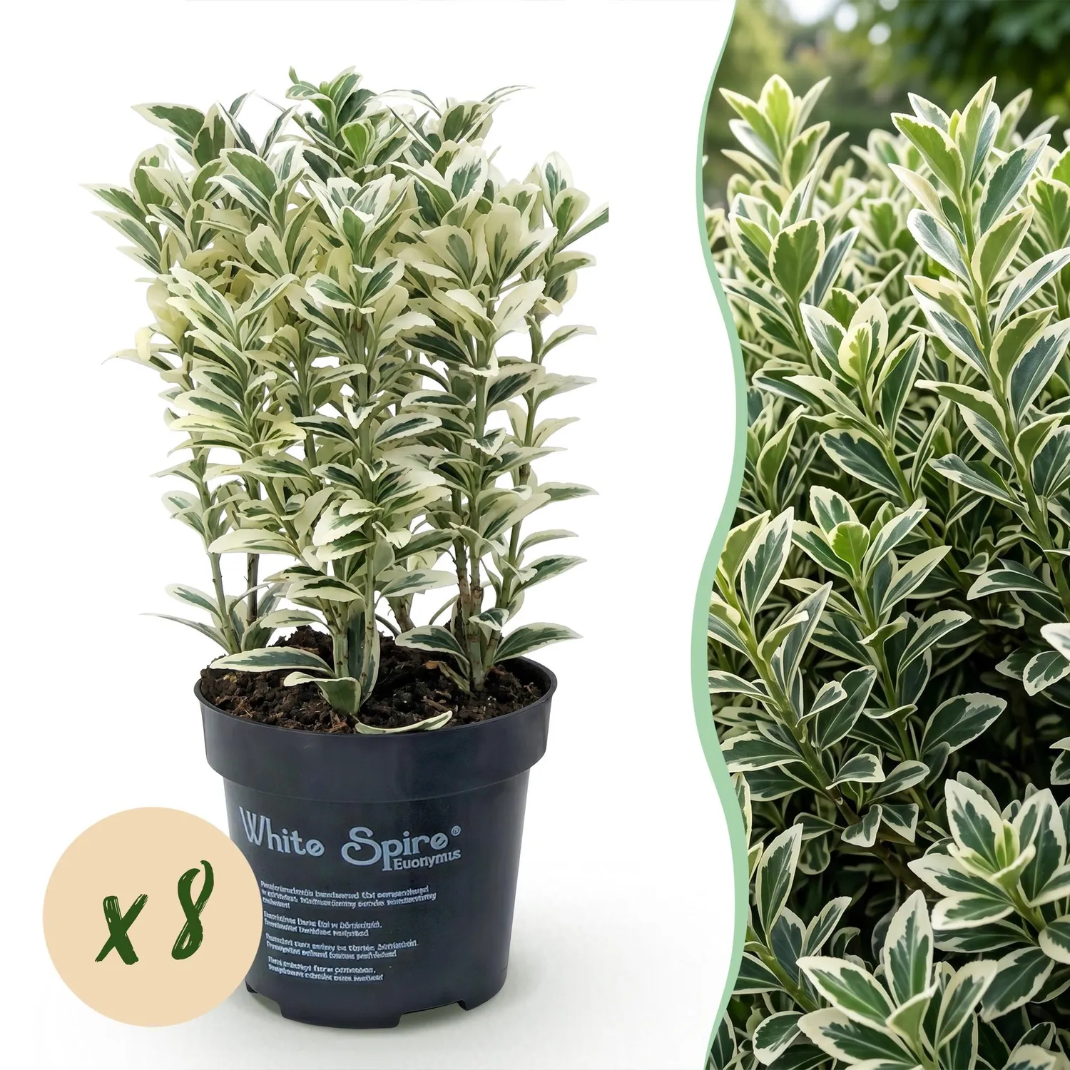 PLANT AND STORIES Fusain White Spire plante haie 8 plants panaché