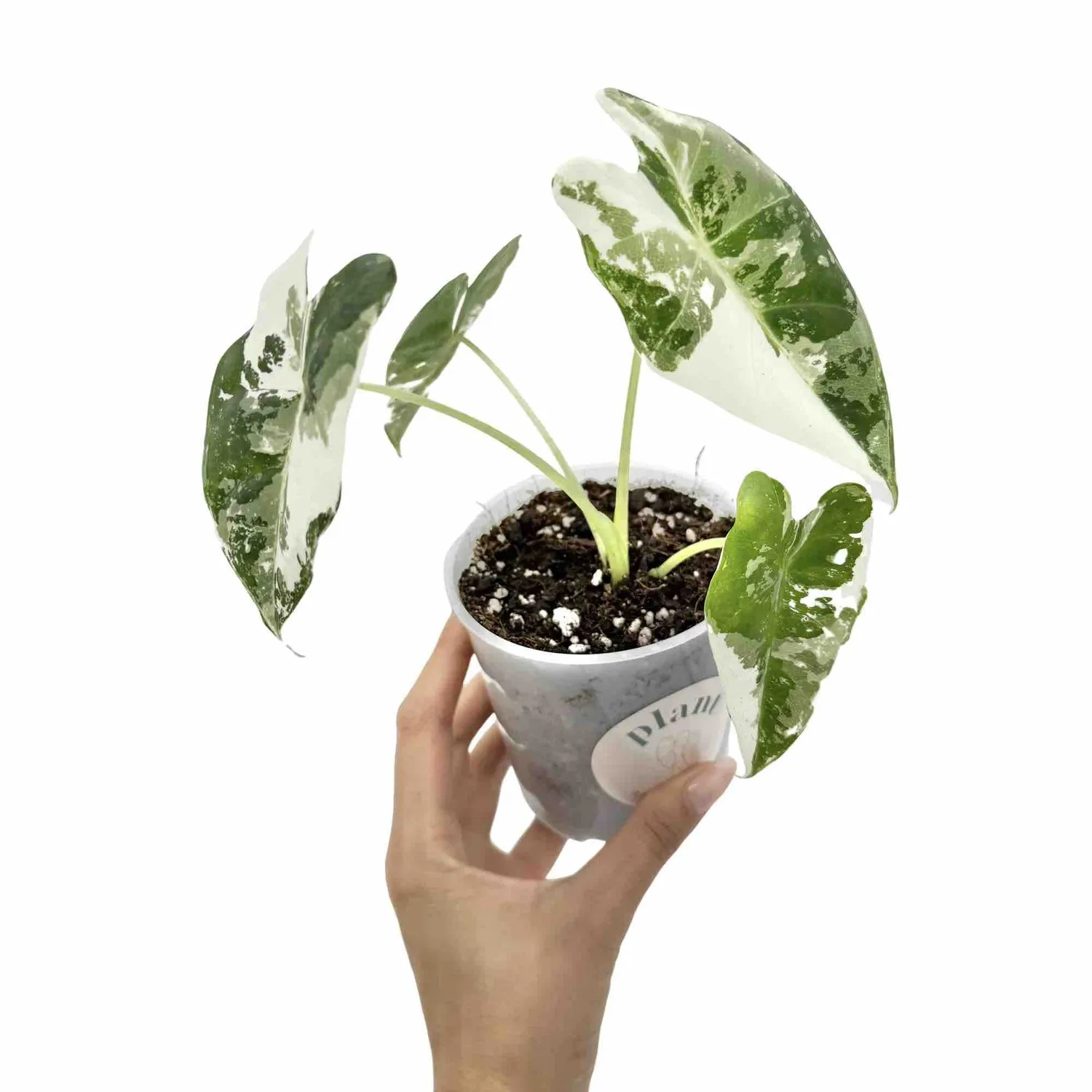 Plant and Stories Alocasia Frydek Variegata plante pot 6 cm panachée