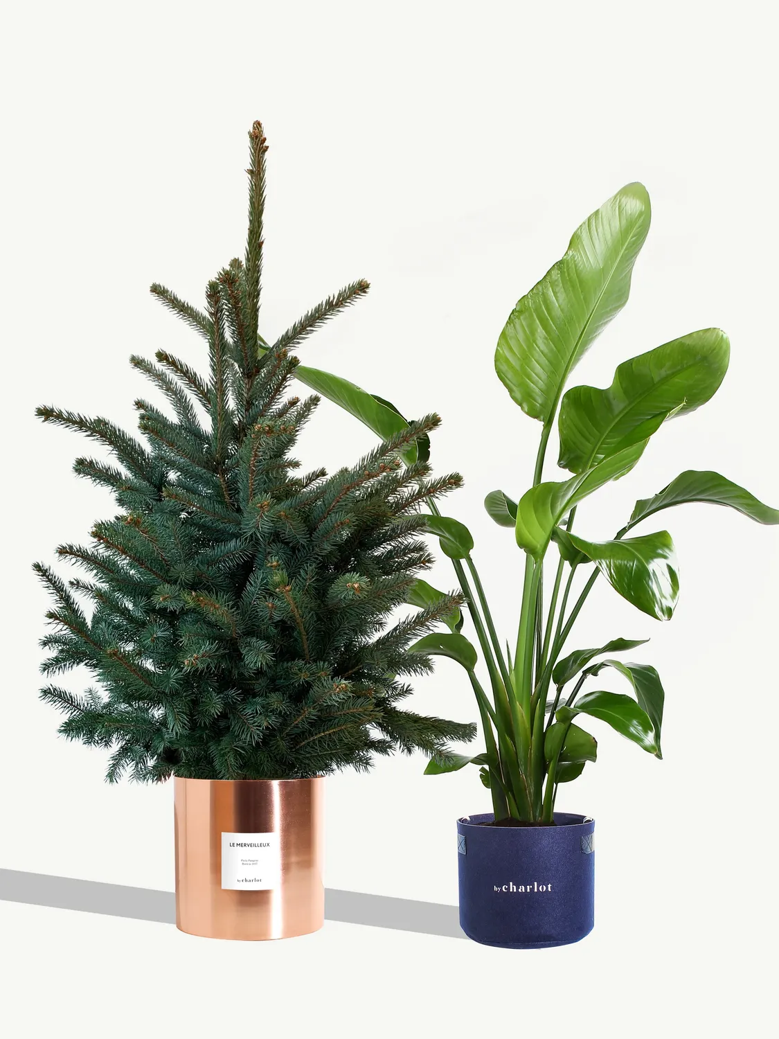By Charlot Le Merveilleux sapin 120 cm pot 24 cm coffret
