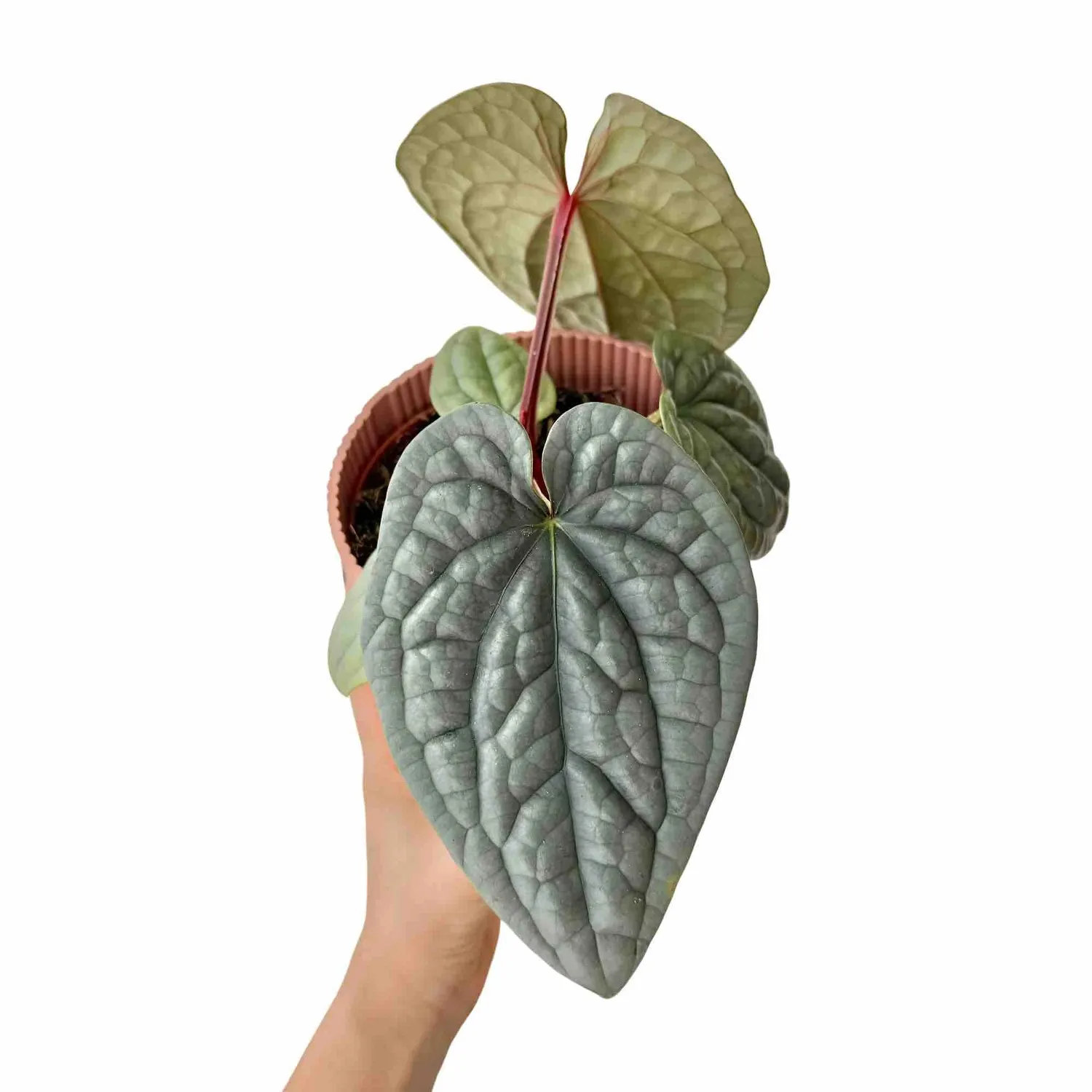 Plant and Stories Anthurium Luxurians plante pot 6 cm bullée