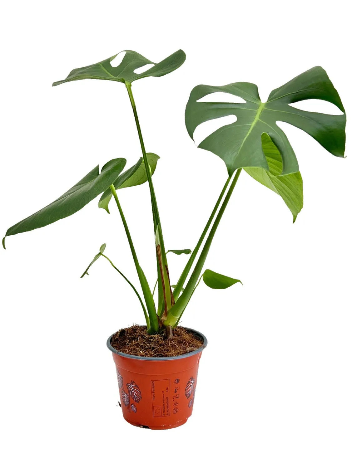 Plant and Stories Monstera Deliciosa plante pot 6cm découpée