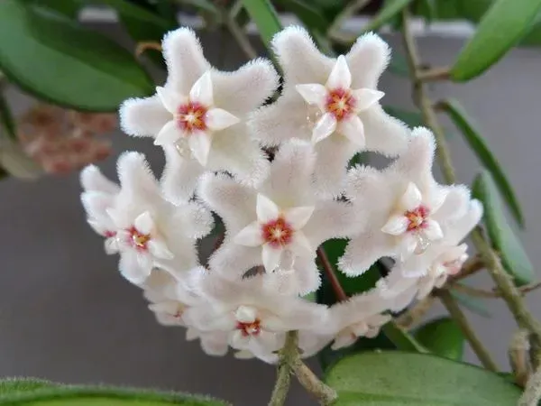Plant and Stories Hoya Chouke plante pot 6 cm veloutée