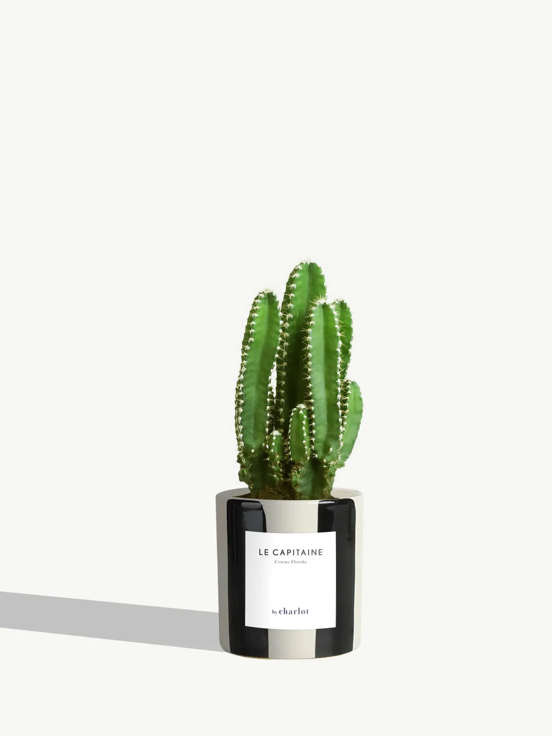 By Charlot Le Capitaine cactus cereus XS pot 8 cm