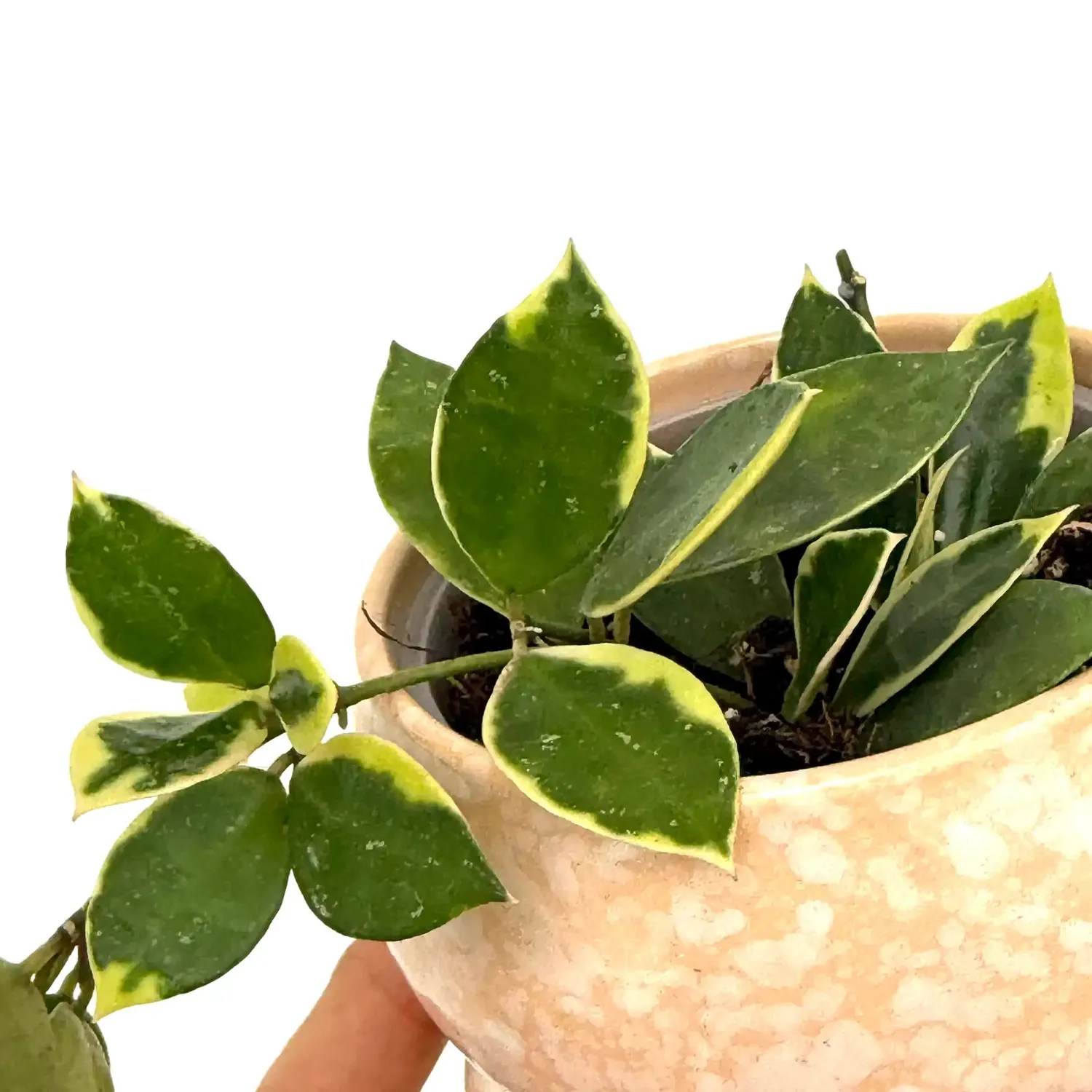 PLANT AND STORIES Hoya Lacunosa Asami plante pot 6 cm