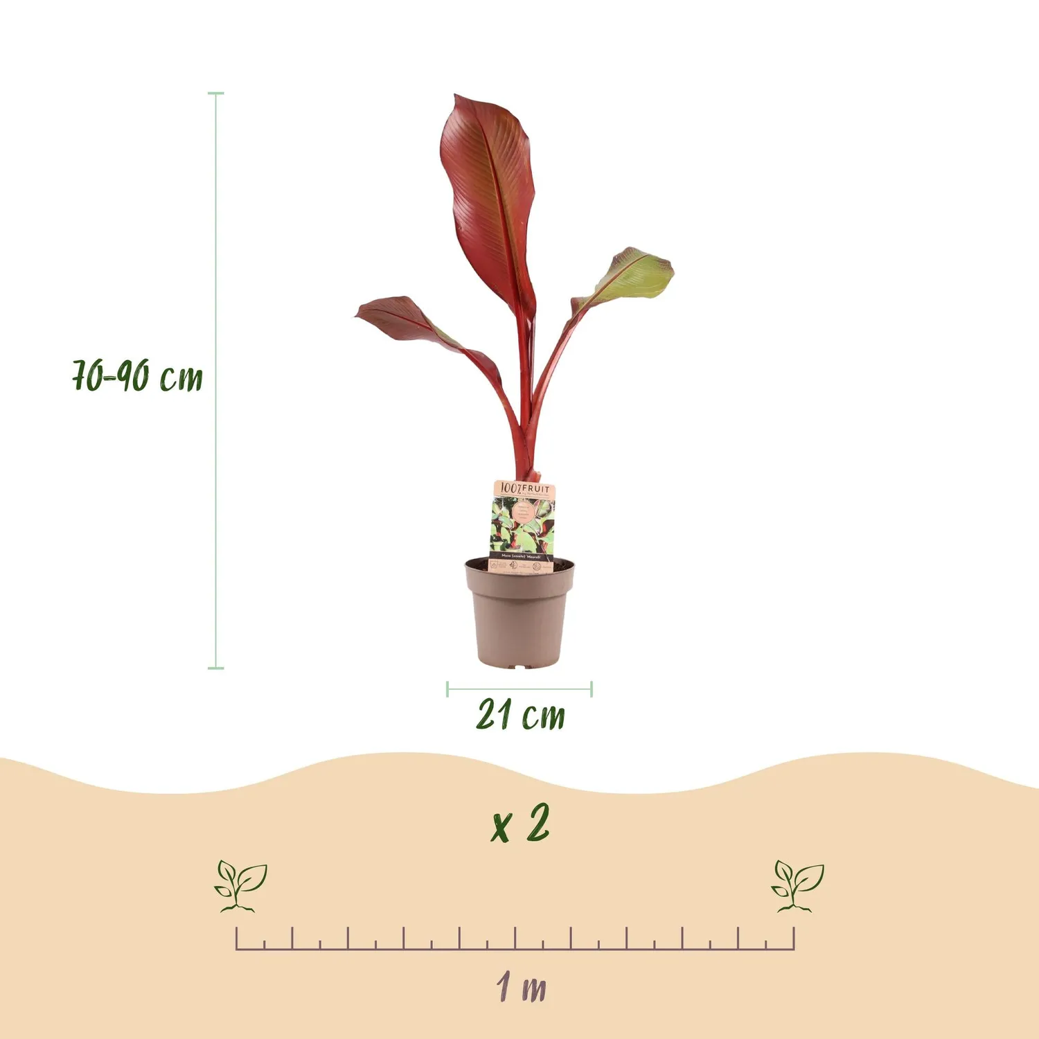 Plant and Stories Ensete Maurelii bananier rouge pot 21 cm 90 cm