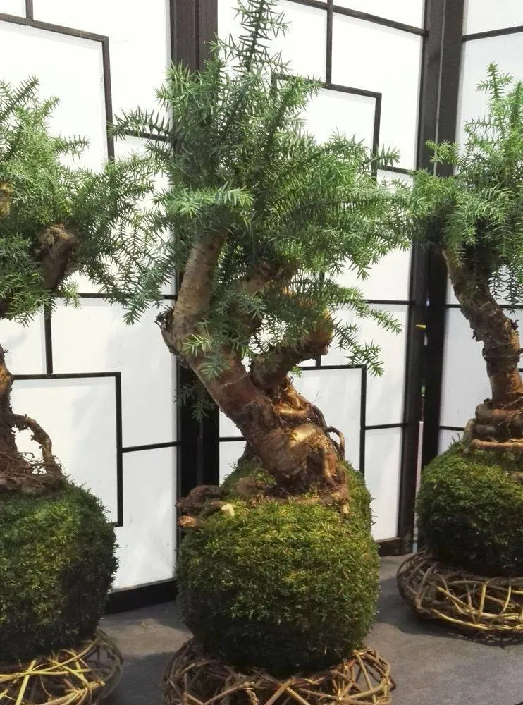 AQUAPHYTE Araucanie Go kokedama araucaria vert-gris