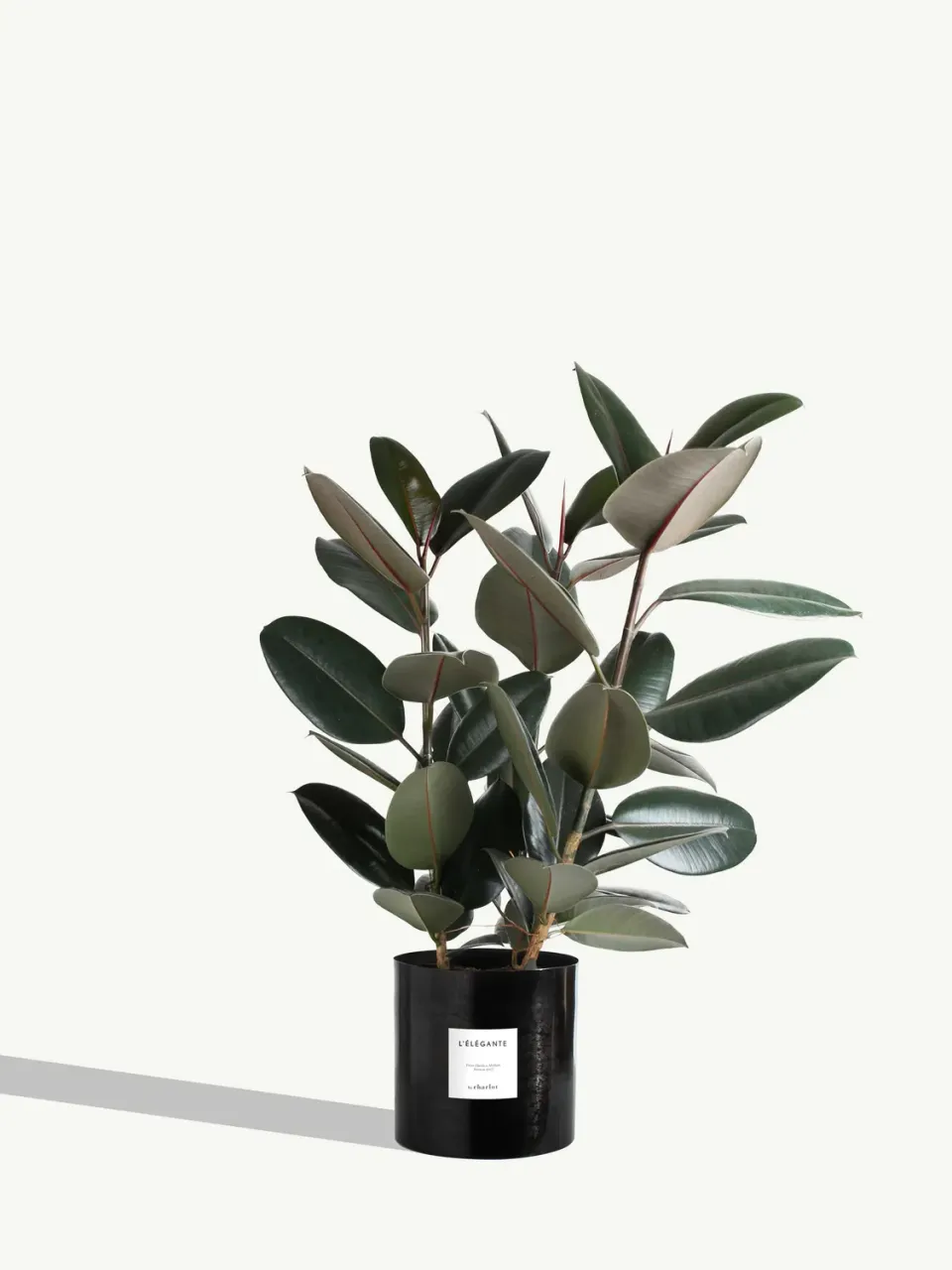 By Charlot L'Élégante ficus elastica plante pot 24 cm XL