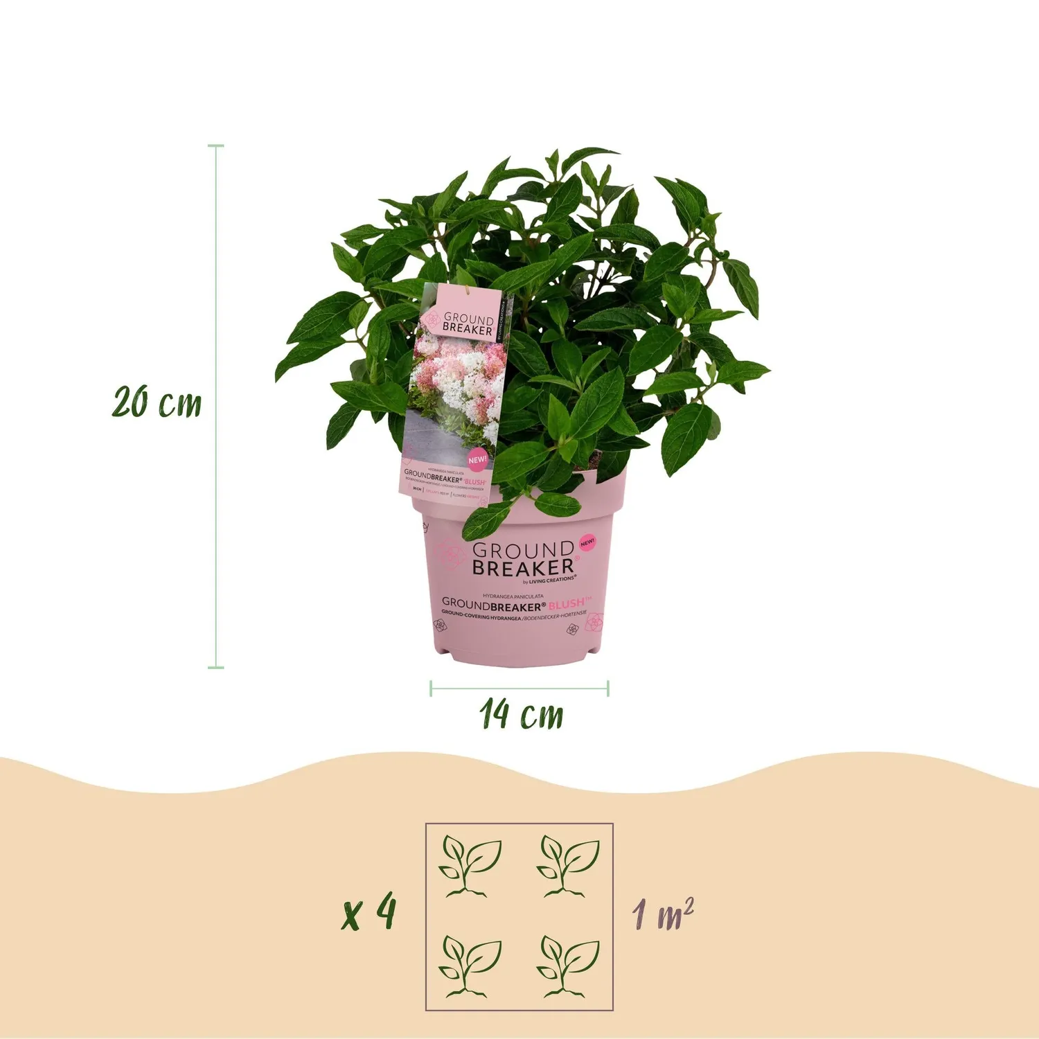 Plant and Stories Hortensia Groundbreaker Blush arbuste 1 plant