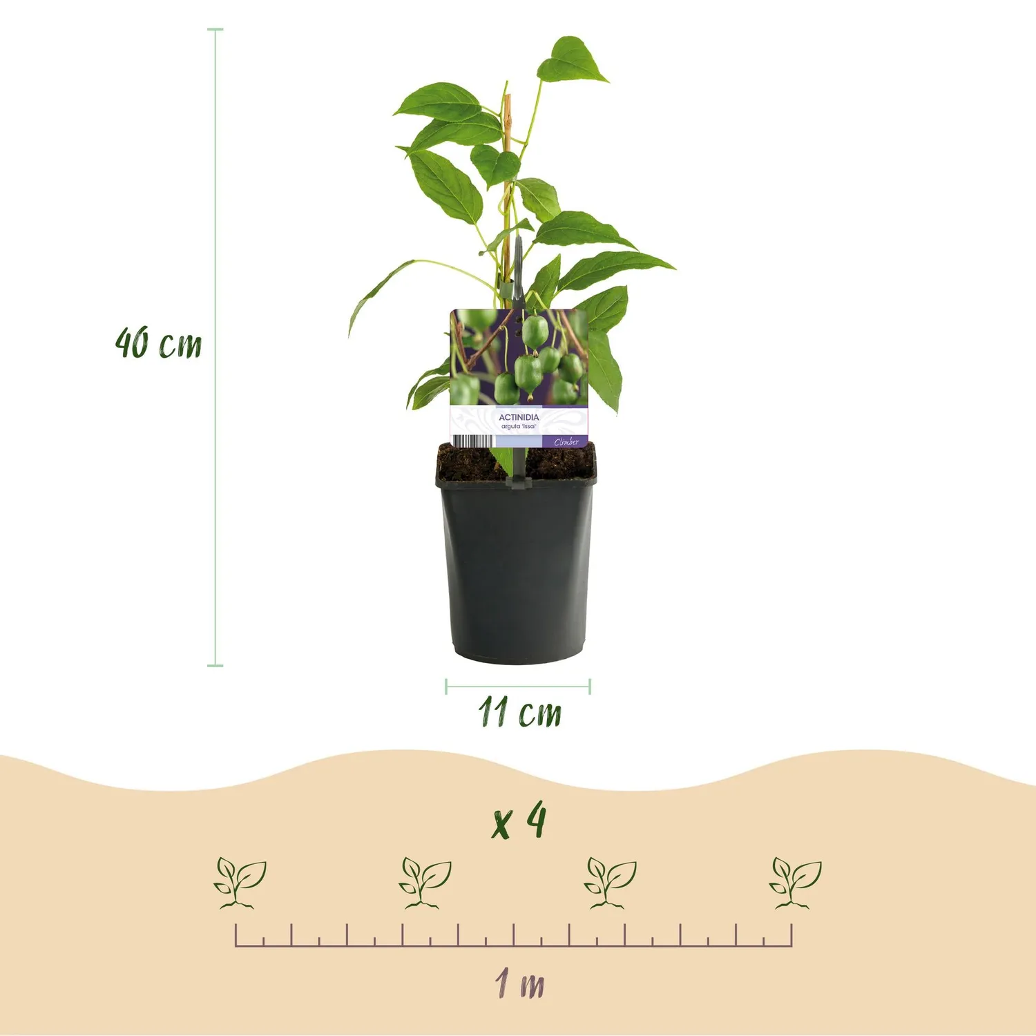 Plant and Stories Kiwi Issai autofertile lot 2 plants pot 11 cm