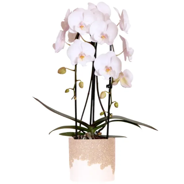 Plant and Stories Niagara Falls orchidée blanche pot 12 cm