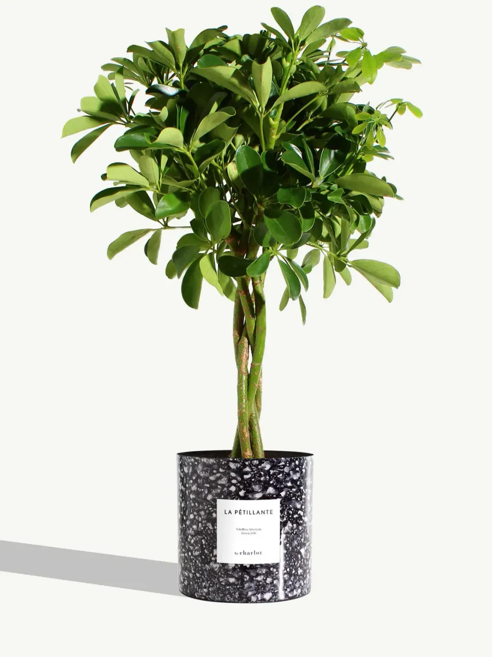 By Charlot La Pétillante très grande plante bleu saphir