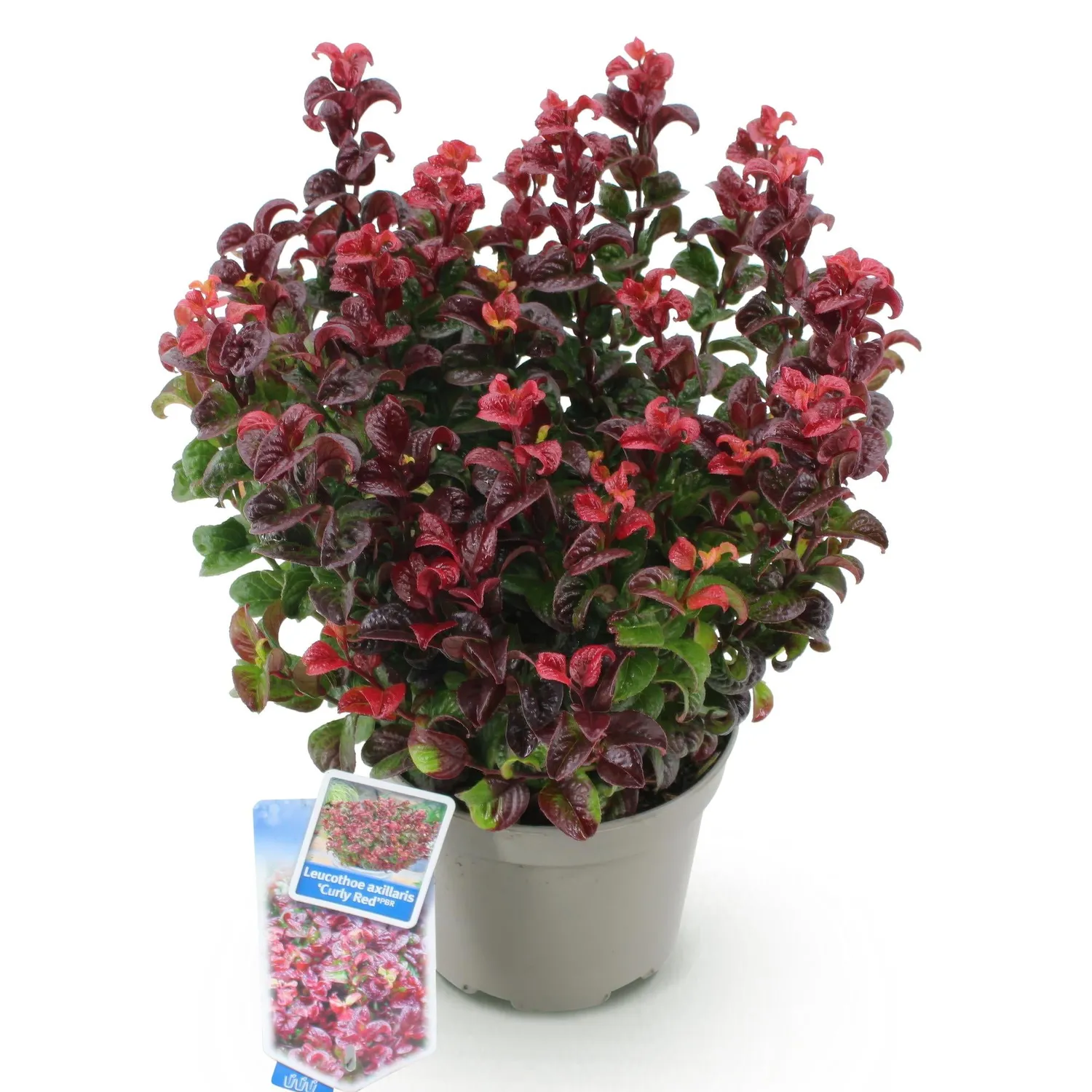 Plant and Stories Leucothoé Curly Red arbuste 1 plant persistant