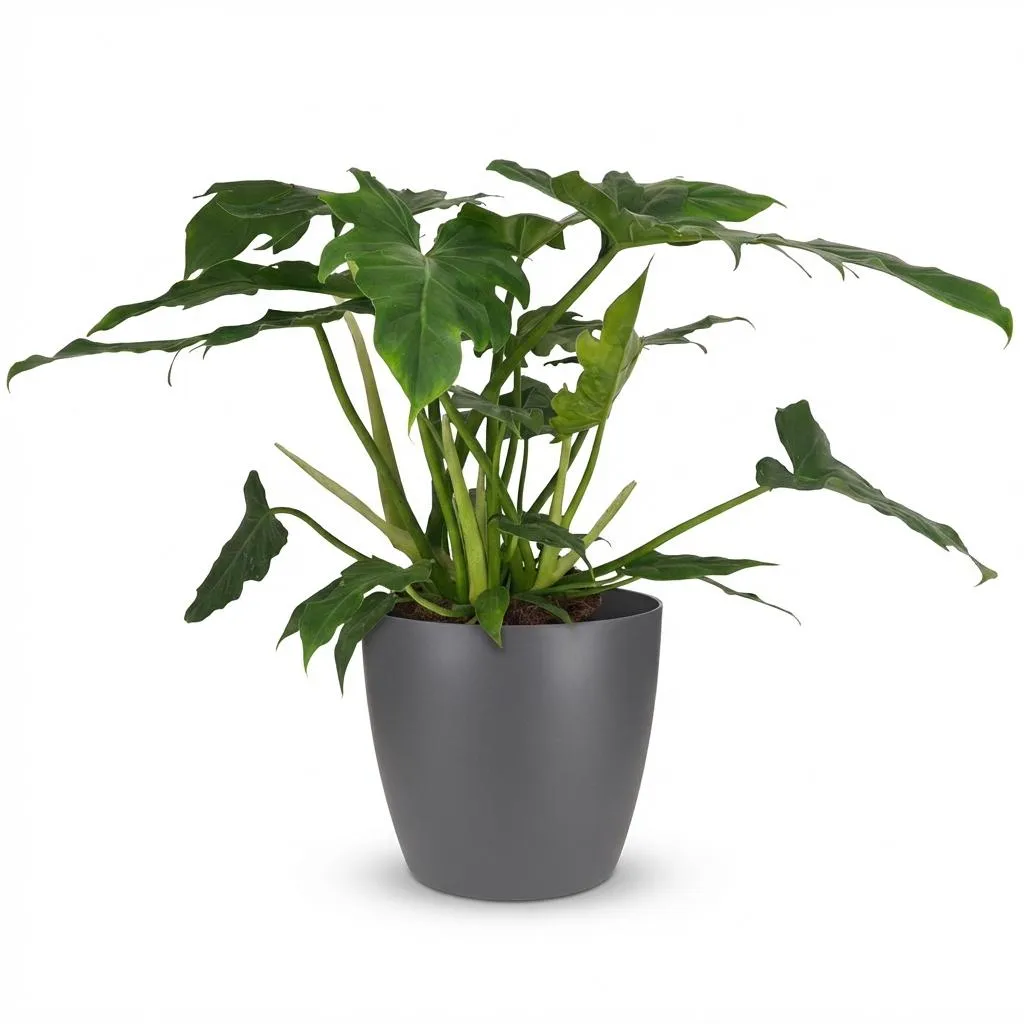 Plant and Stories Philodendron Lacerum plante 65 cm découpée