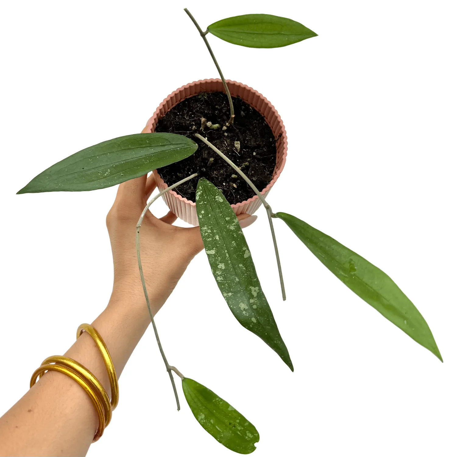 Plant and Stories Hoya Rindu Rafflesia plante pot 10,5 cm feuillage argenté