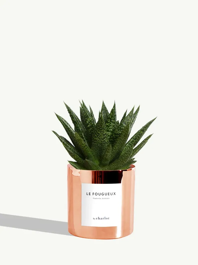 By Charlot Le Fougueux plante métal cuivre