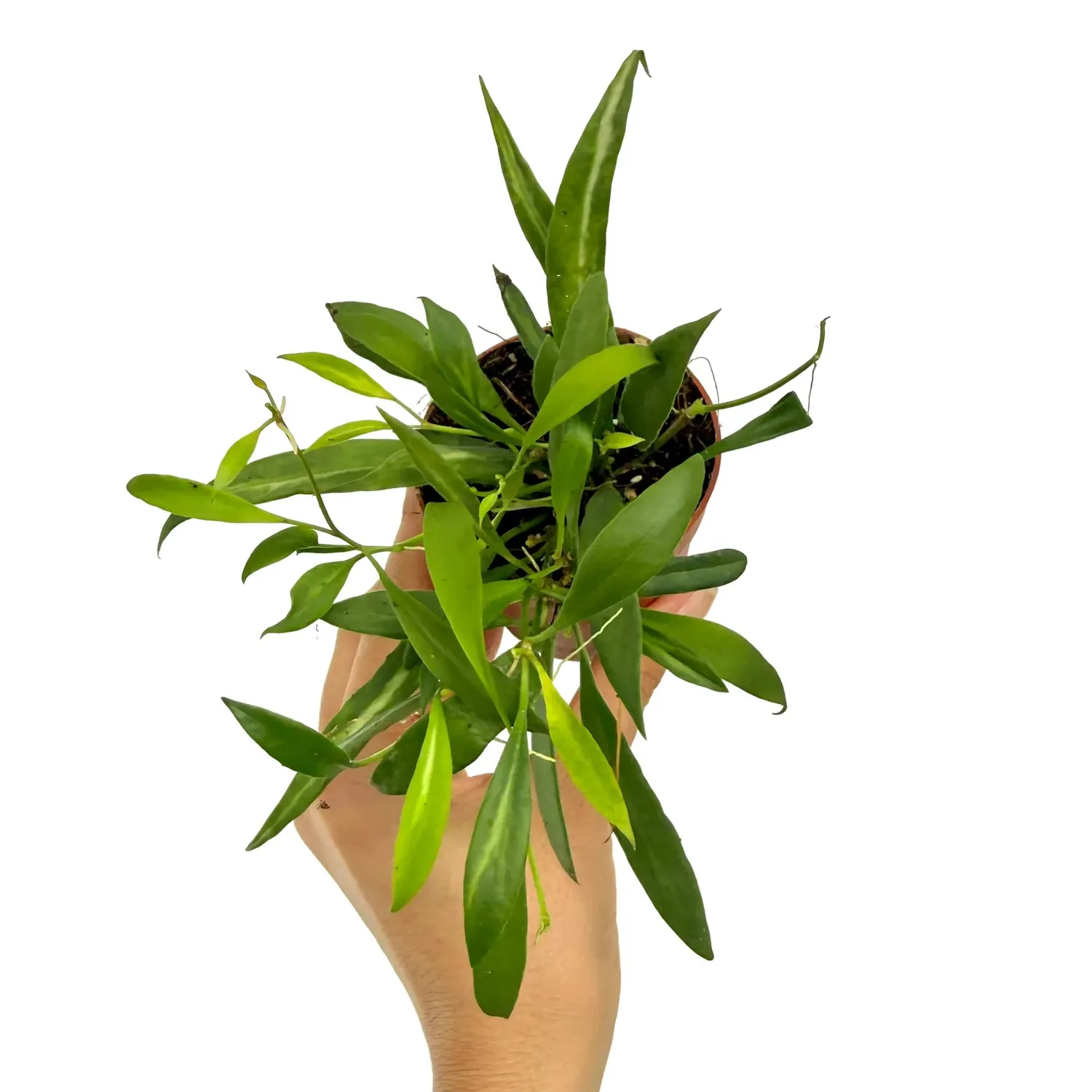 Plant and Stories Hoya Tsangii plante pot 7 cm feuilles cireuses