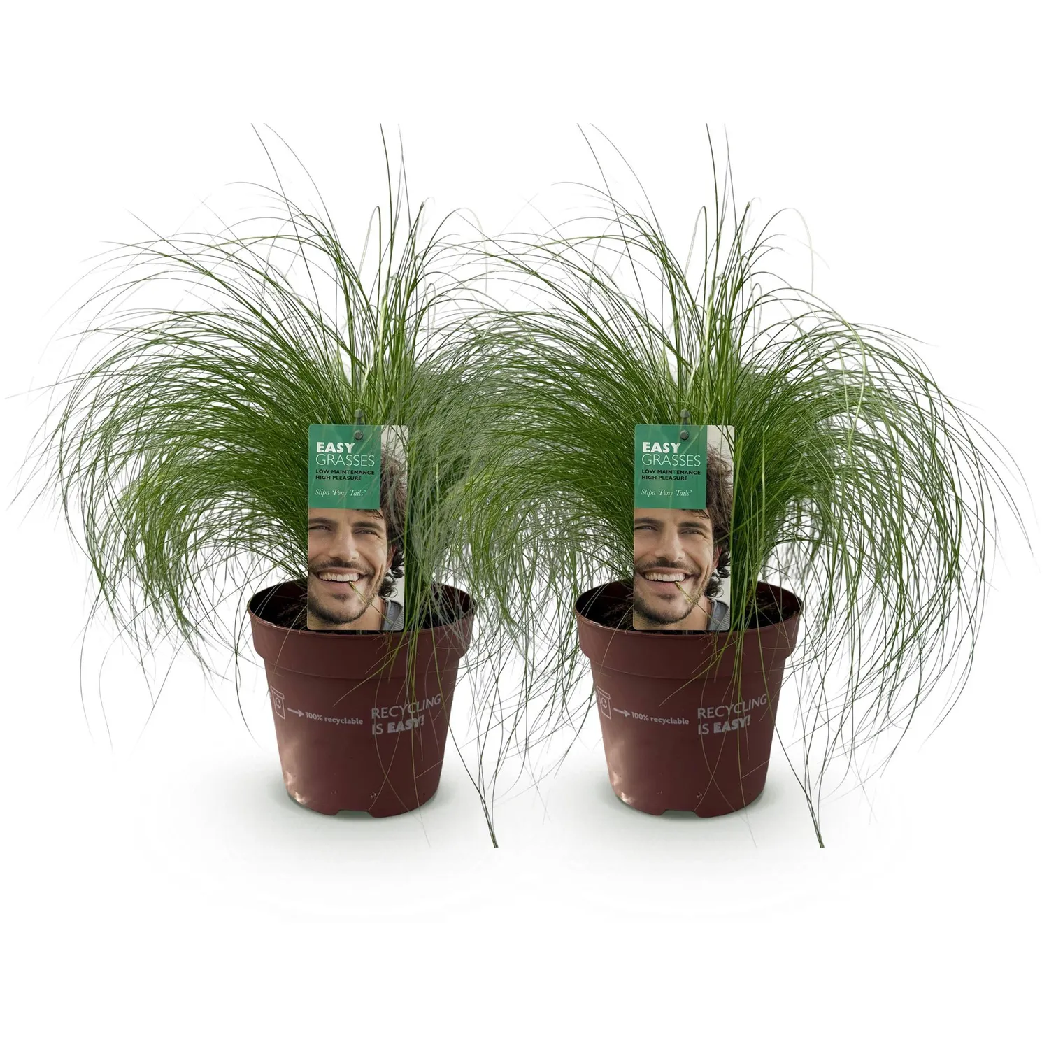 Plant and Stories Cheveux d'ange Pony Tails graminée 1 plant
