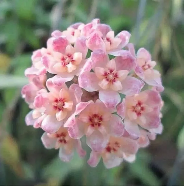 Plant and Stories Hoya Scortechinii UT001 plante fleur rose