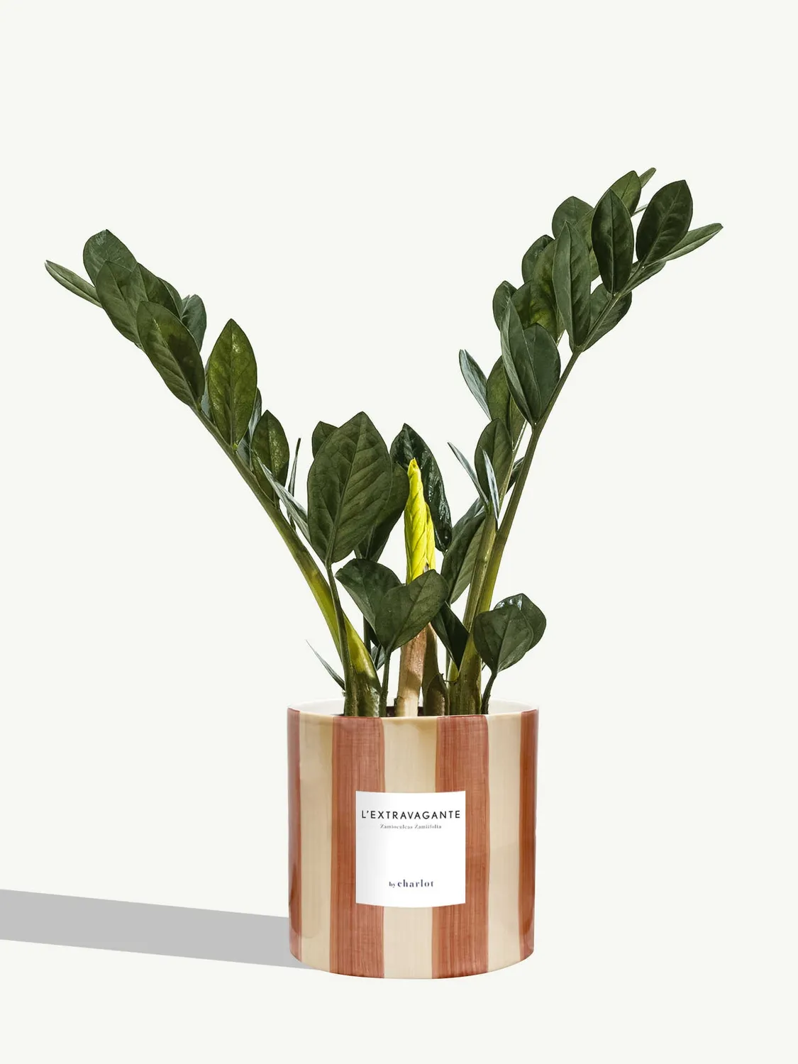 By Charlot L'Extravagante zamioculcas 50 cm pot 14 cm