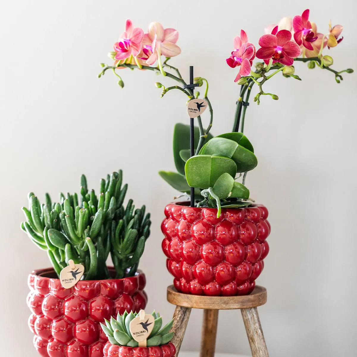 Plant and Stories Phalaenopsis Congo orchidée rouge pot 9 cm