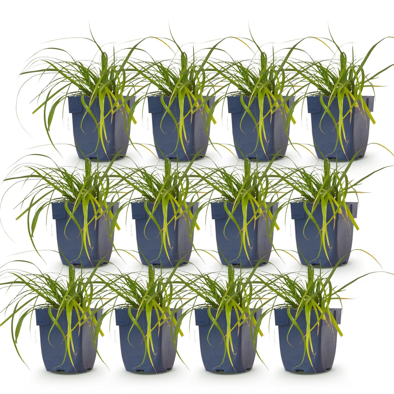 Plant and Stories Carex Evergreen laîche pot 11 cm persistante