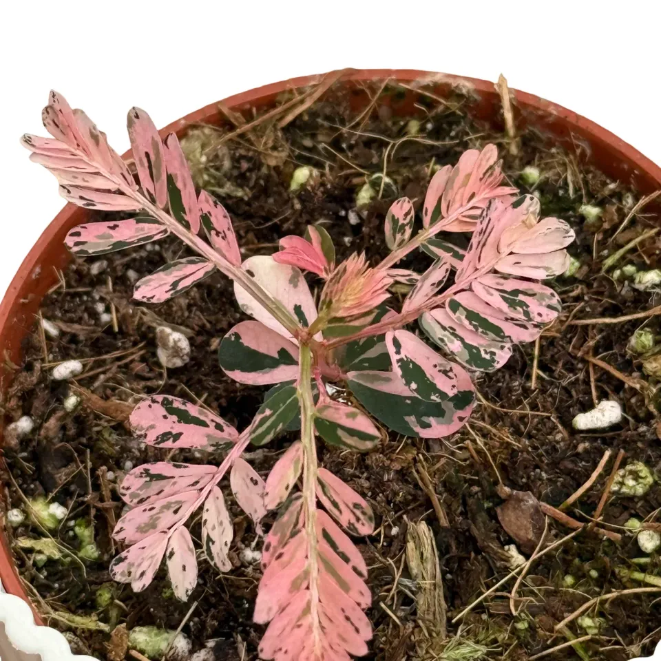 Plant and Stories Phyllanthus Urinaria Variegata plante pot 8 cm