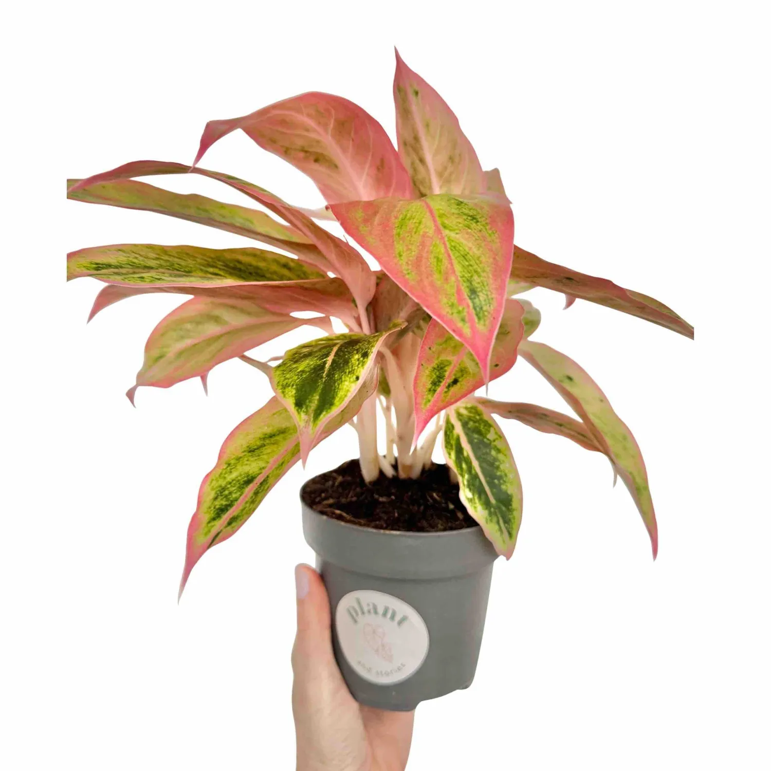 Plant and Stories Aglaonema Salmon Fantasy plante pot 12cm