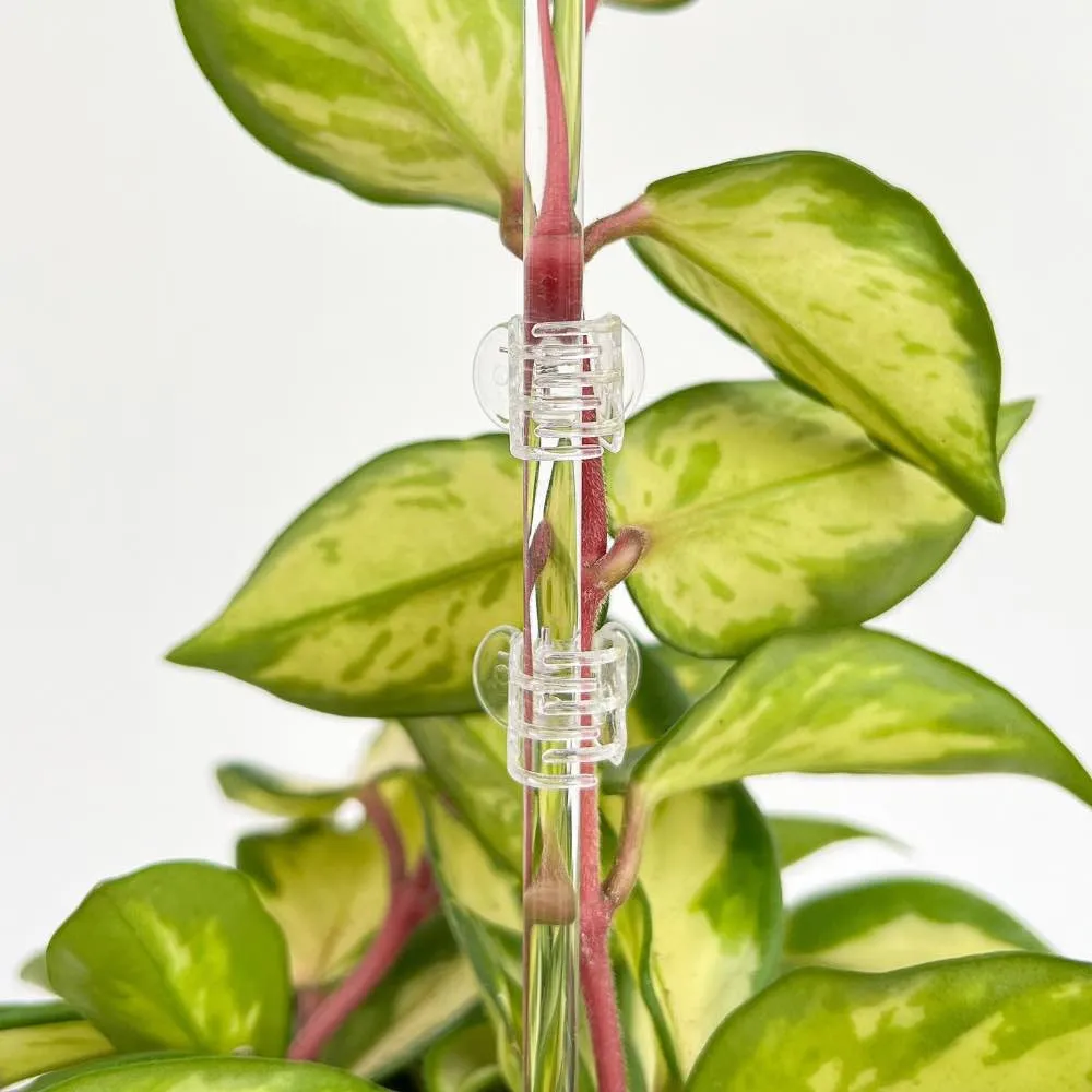 Plant and Stories pinces tuteurage transparentes x10 clips